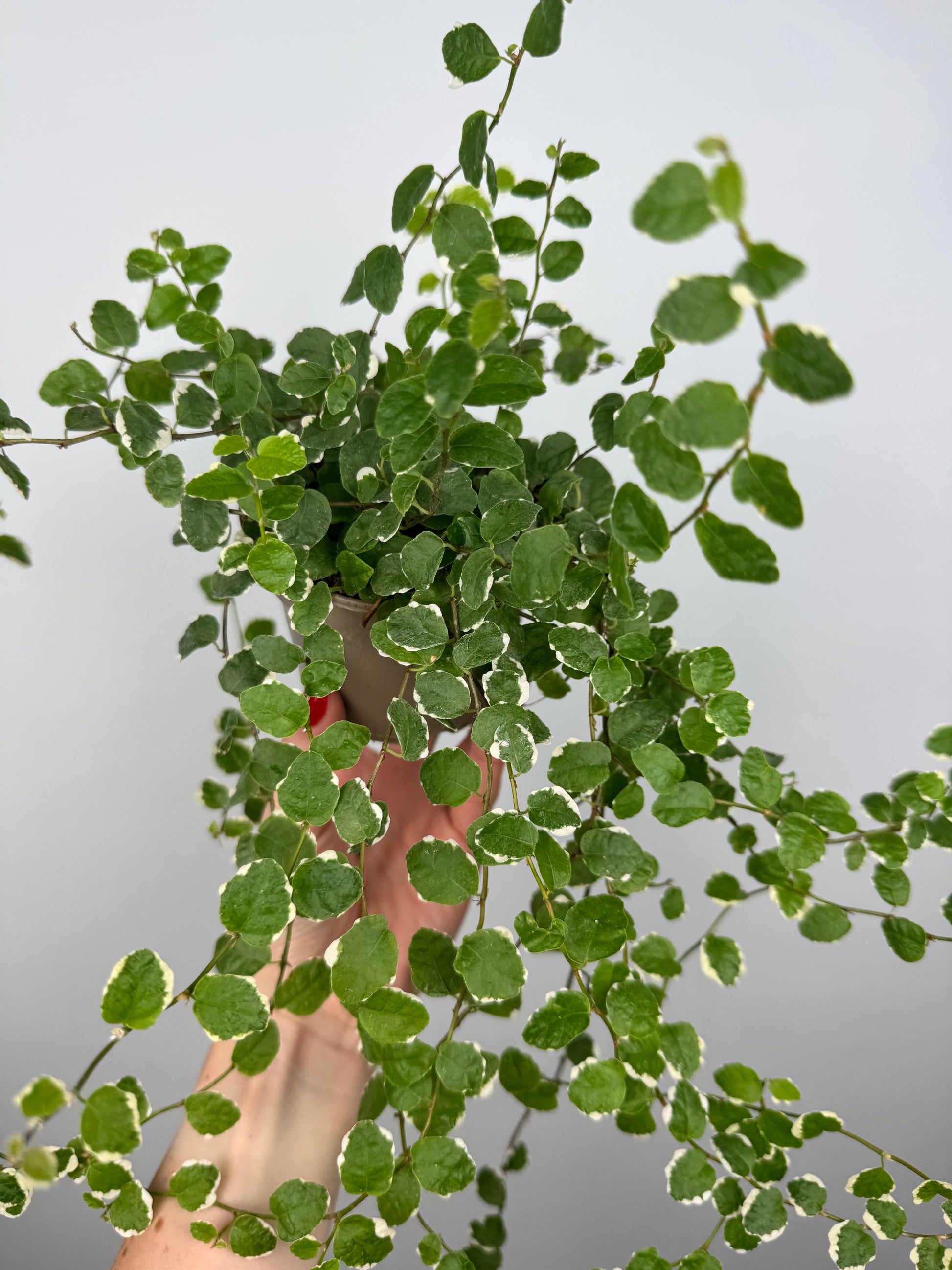 Ficus Pumila “White Sunny”