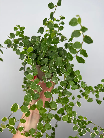 Ficus Pumila “White Sunny”