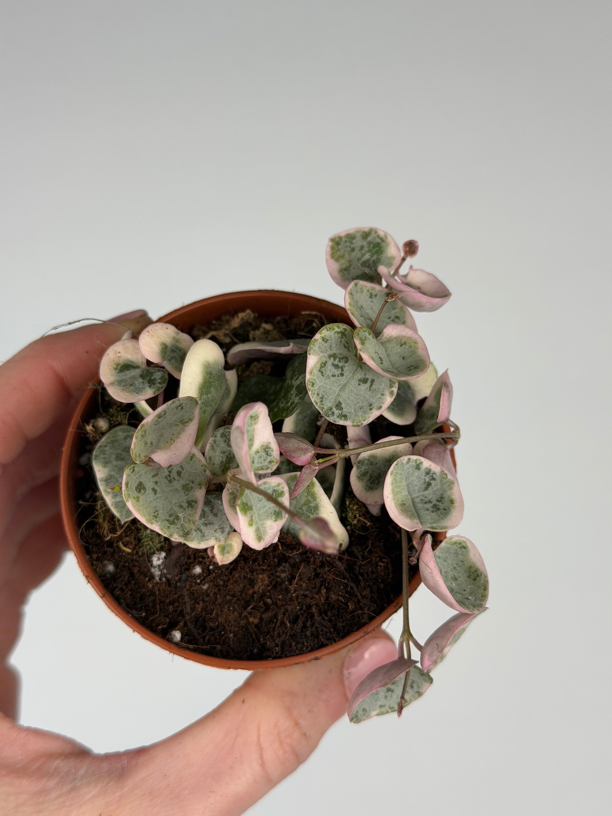Ceropegia woodii 'String of hearts' variegata Ceropegia Tropical Corner