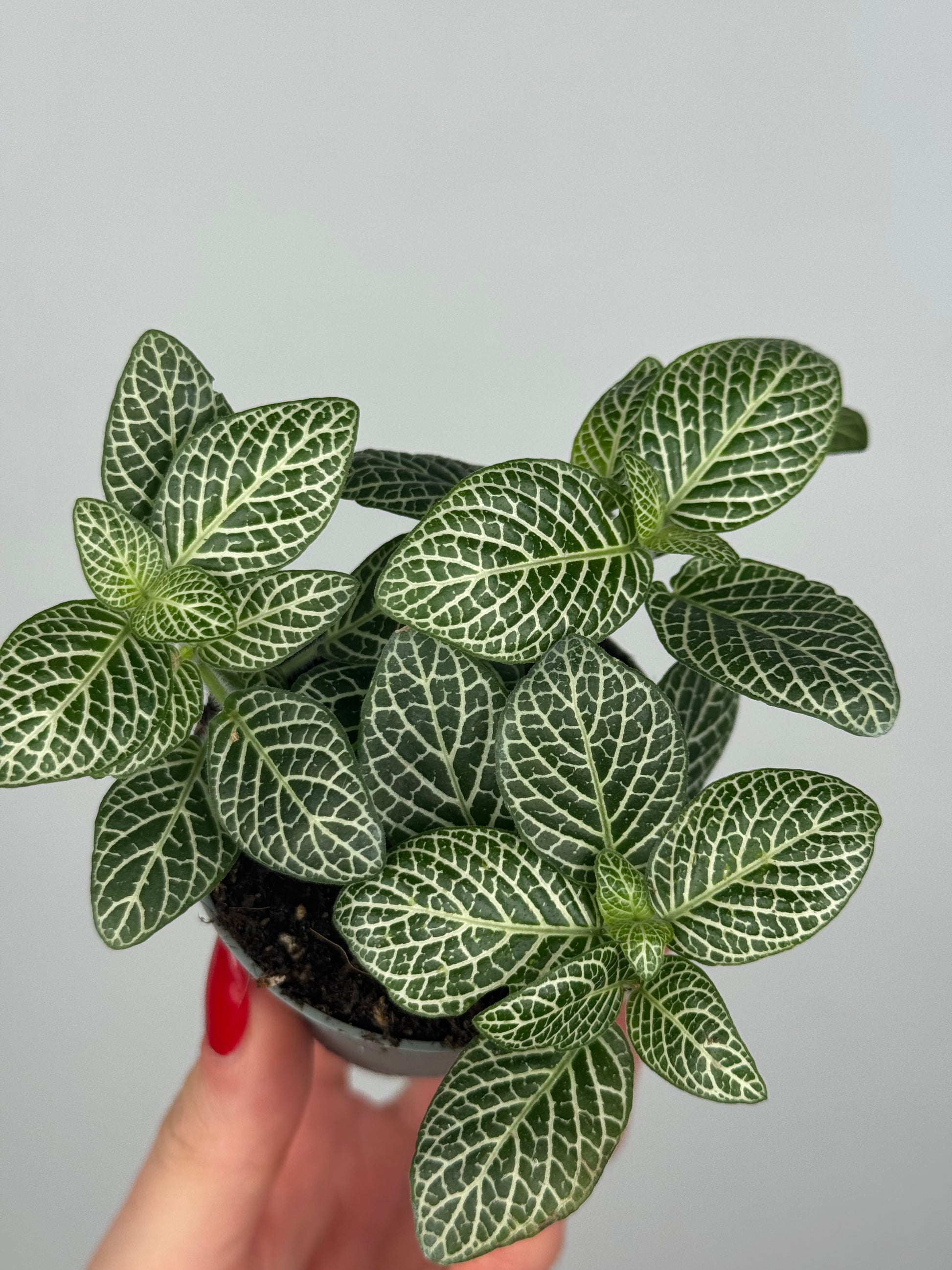 Fittonia “White Ann”