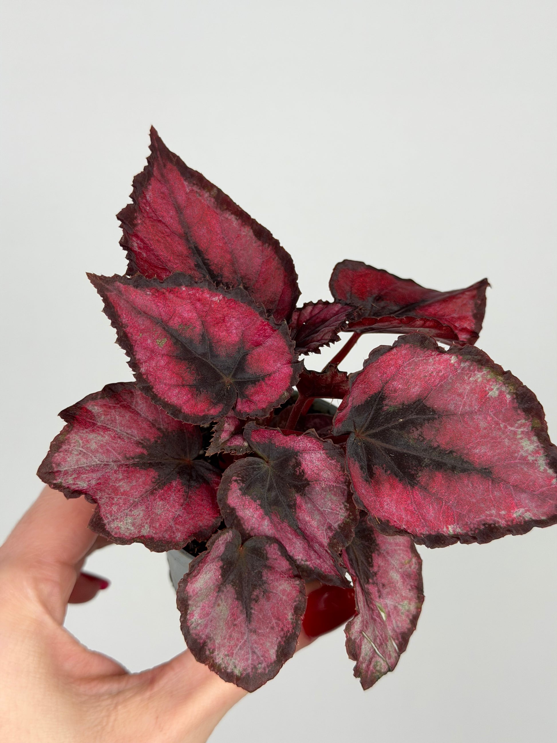 Begonia “Red Kiss”