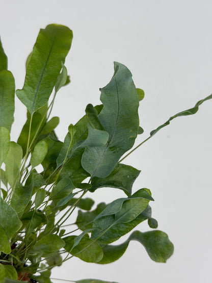 Phlebodium aureum 'Blue Star' Phlebodium Tropical Corner