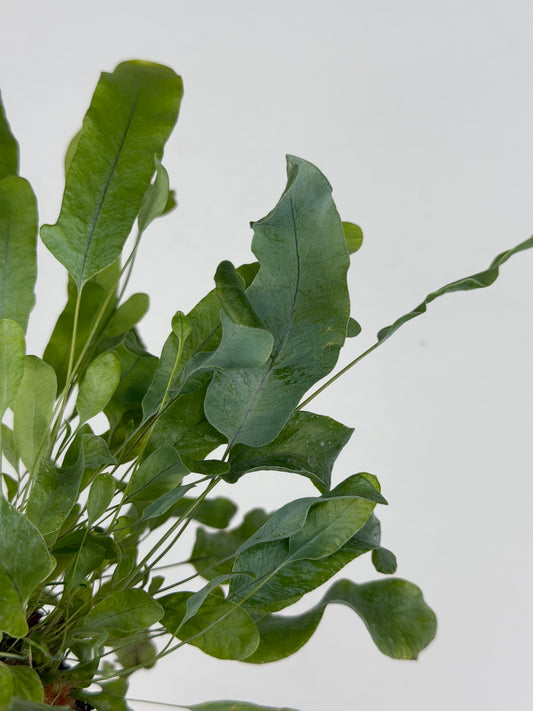 Phlebodium aureum 'Blue Star' Phlebodium Tropical Corner