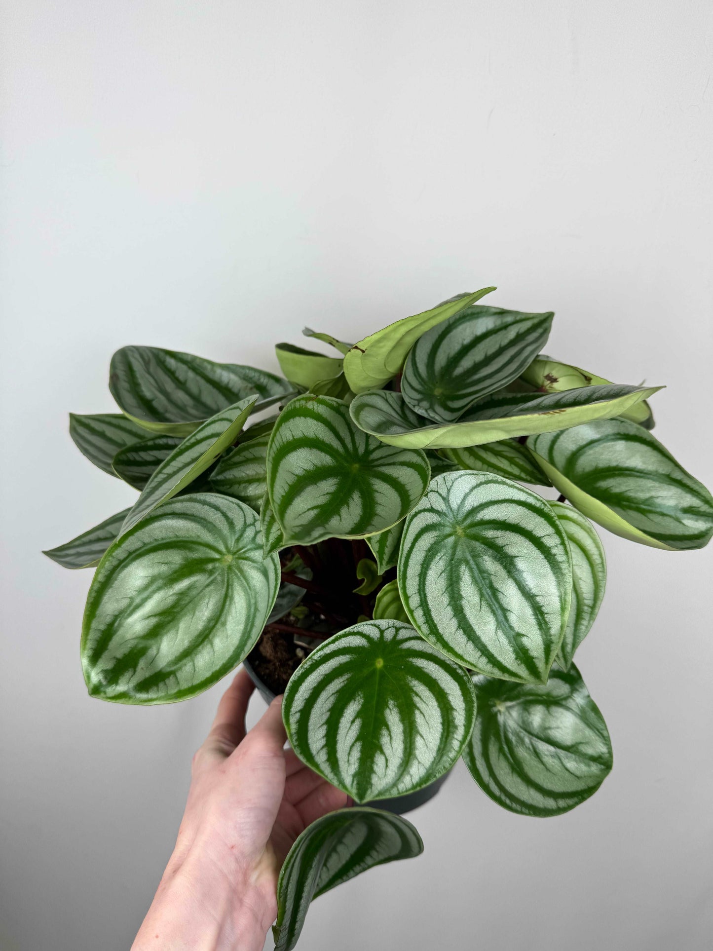 Peperomia Argyreia “Watermelon”