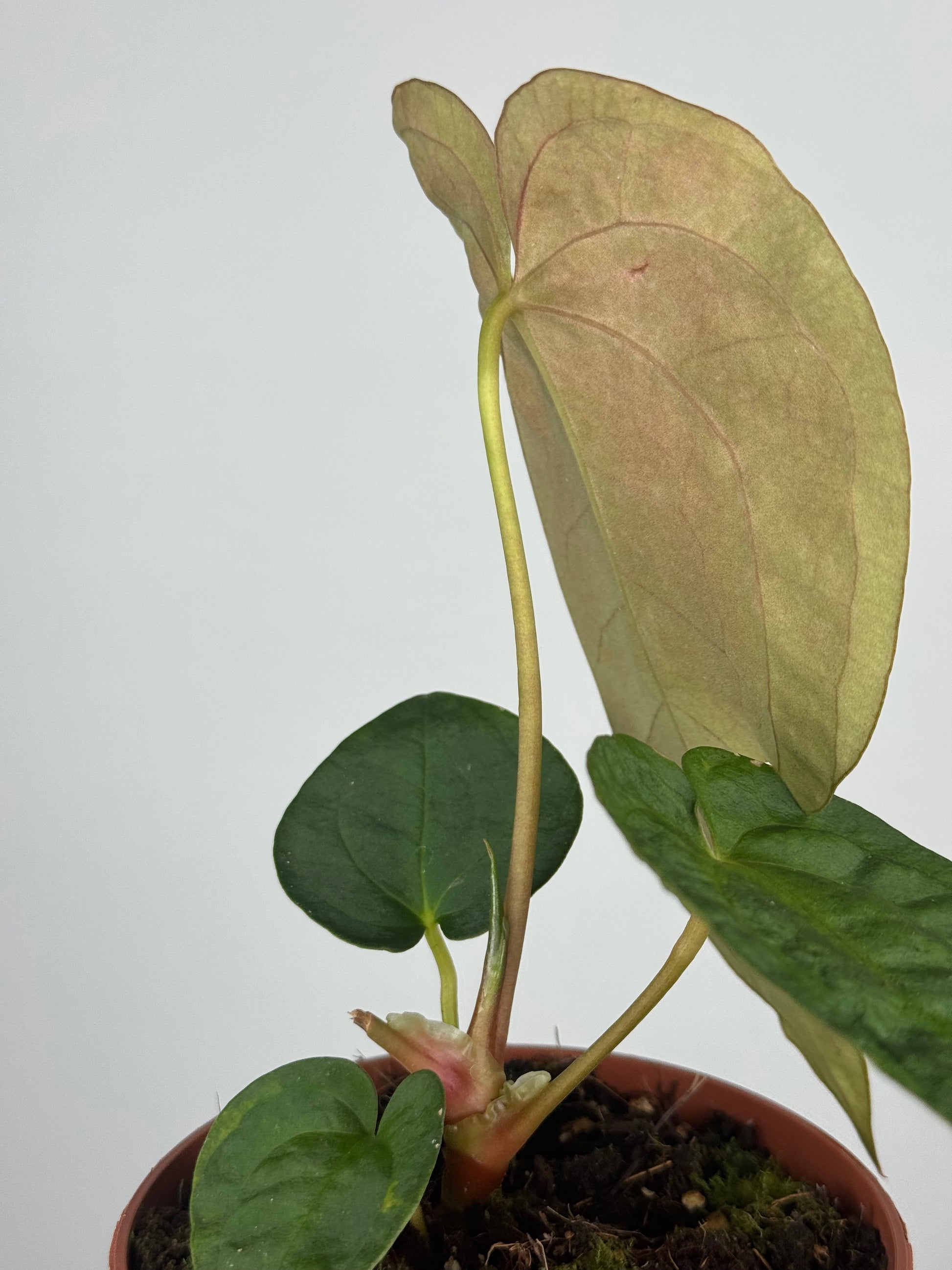Anthurium Papillilaminum | Enea