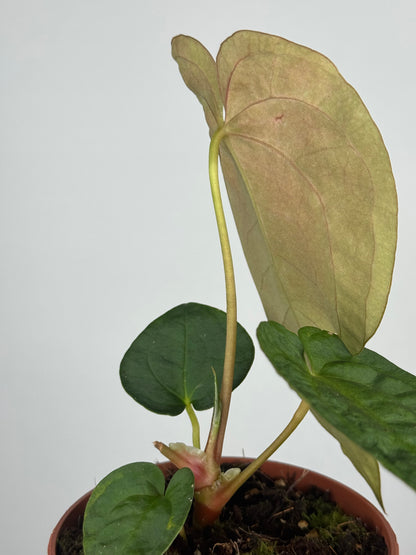 Anthurium Papillilaminum | Enea