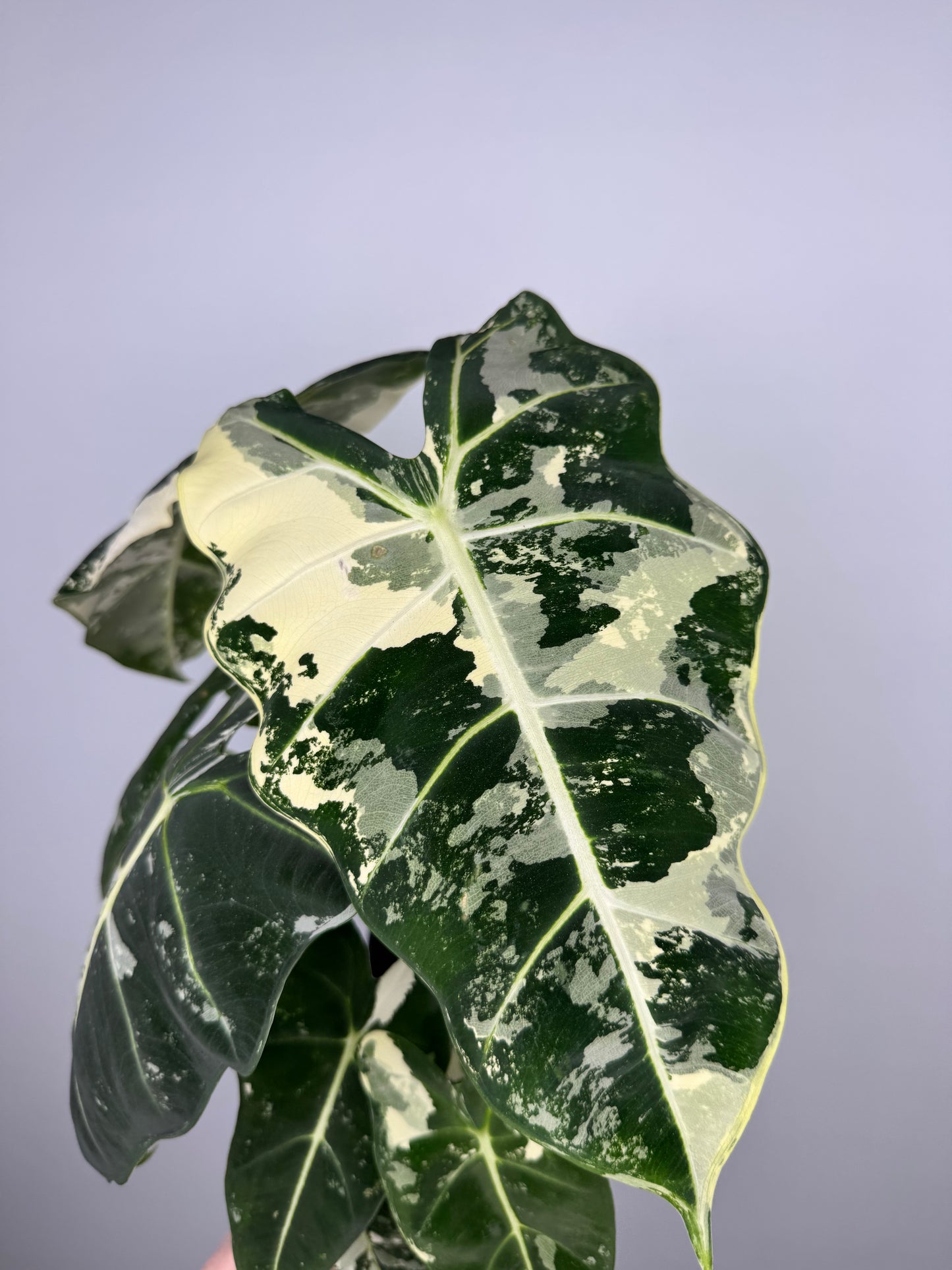 Alocasia Frydek variegata