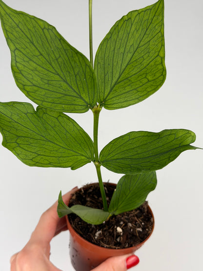 Hoya Polyneura