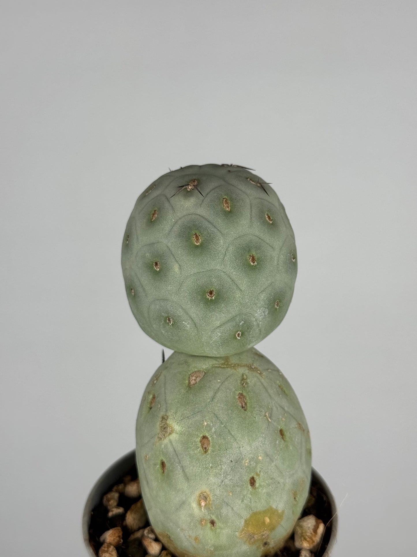 Tephrocactus geometricus