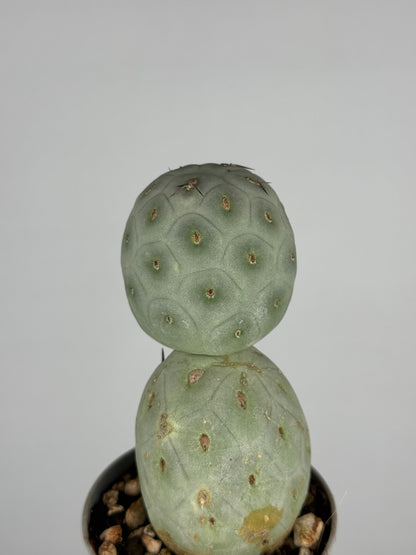 Tephrocactus geometricus