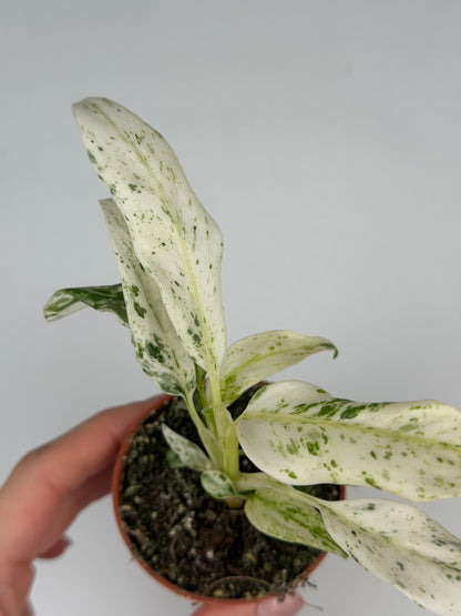 Rhaphidophora Puberula 'Variegata' Rhaphidophora Tropical Corner