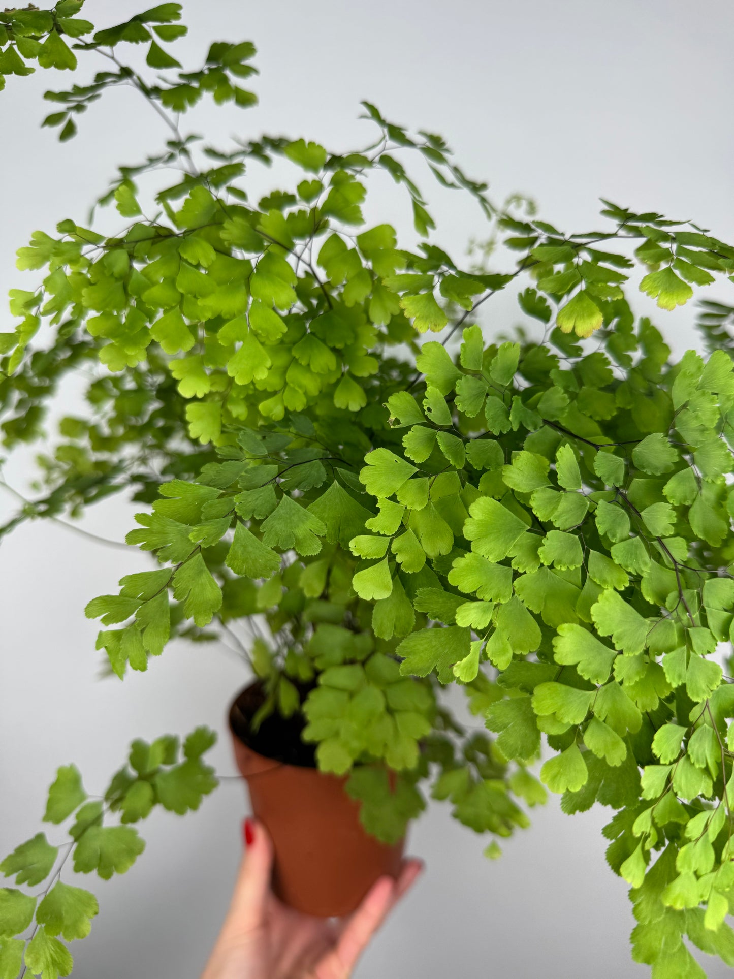 Capelvenere Adiantum Raddianum “Fragrans”