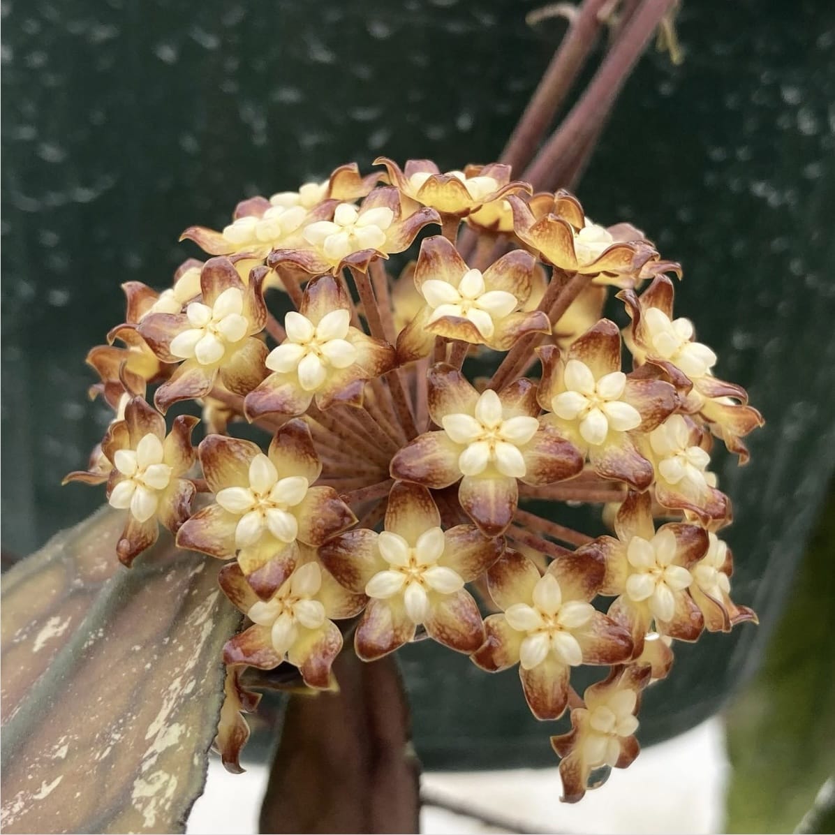 Hoya Clemensiorum Sumatra