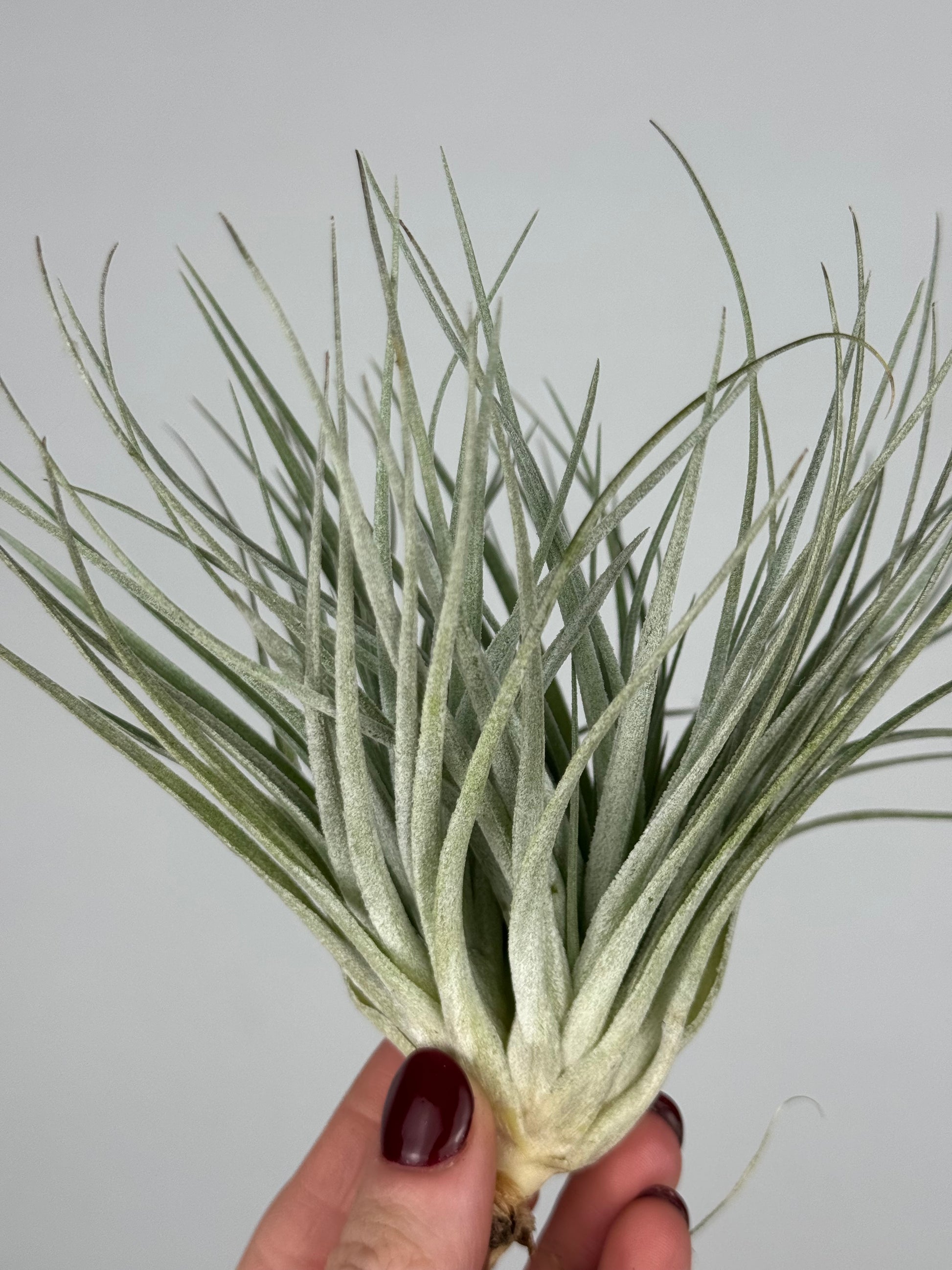 Tillandsia 'Super Silver'