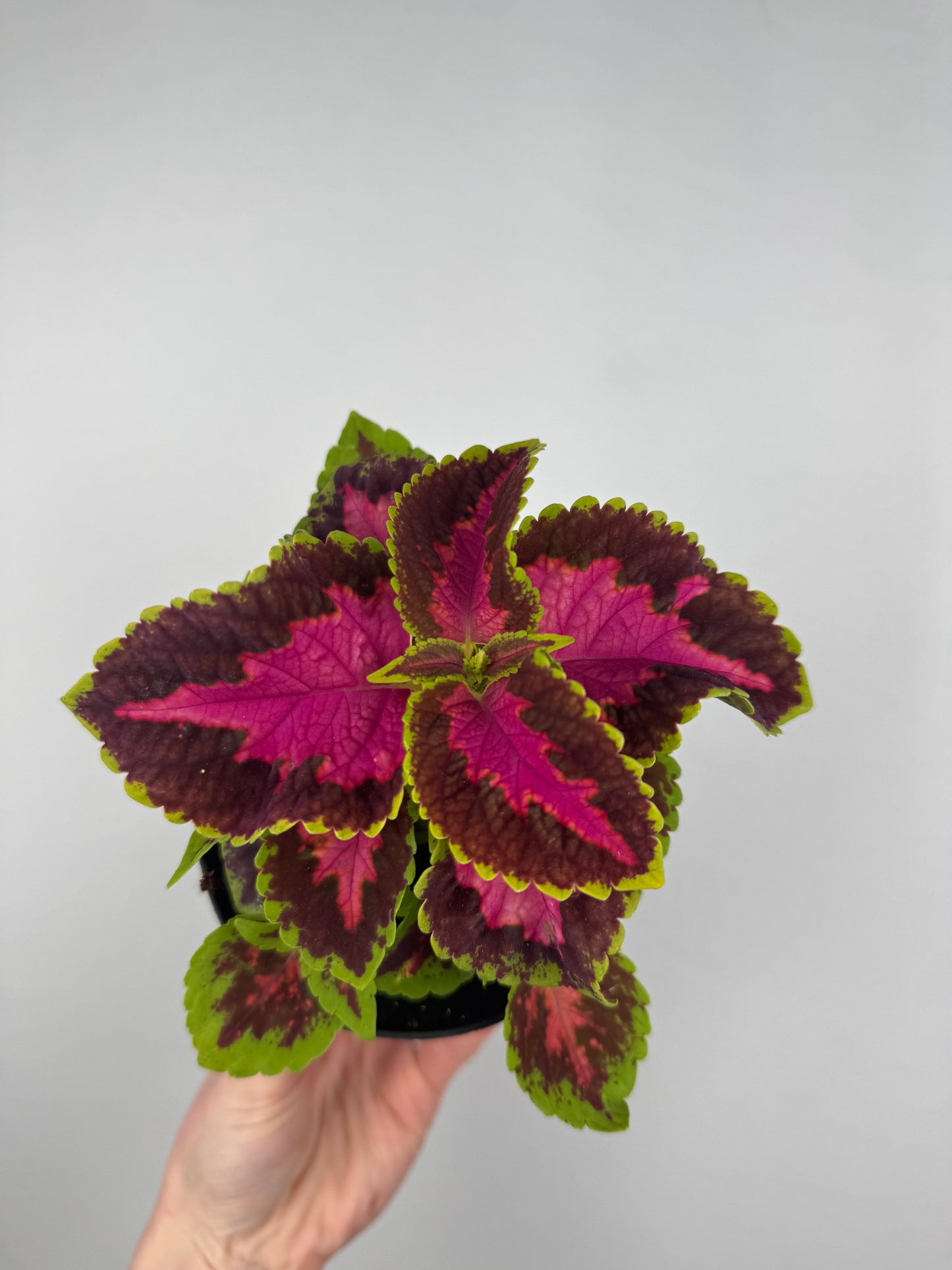 Coleus “Fairway Rose” | Plectranthus Scutellarioides