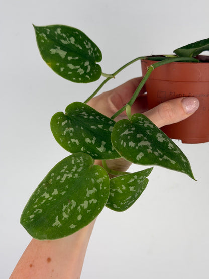 Scindapsus Pictus Argyraeus | Marco Tropical Corner
