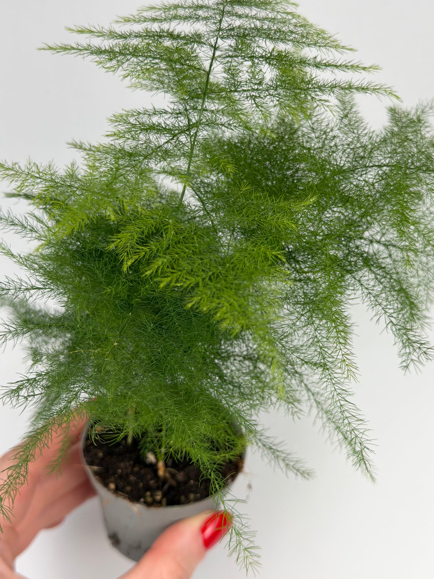 Asparagus Setaceus 'Plumosus' Asparagus Tropical Corner