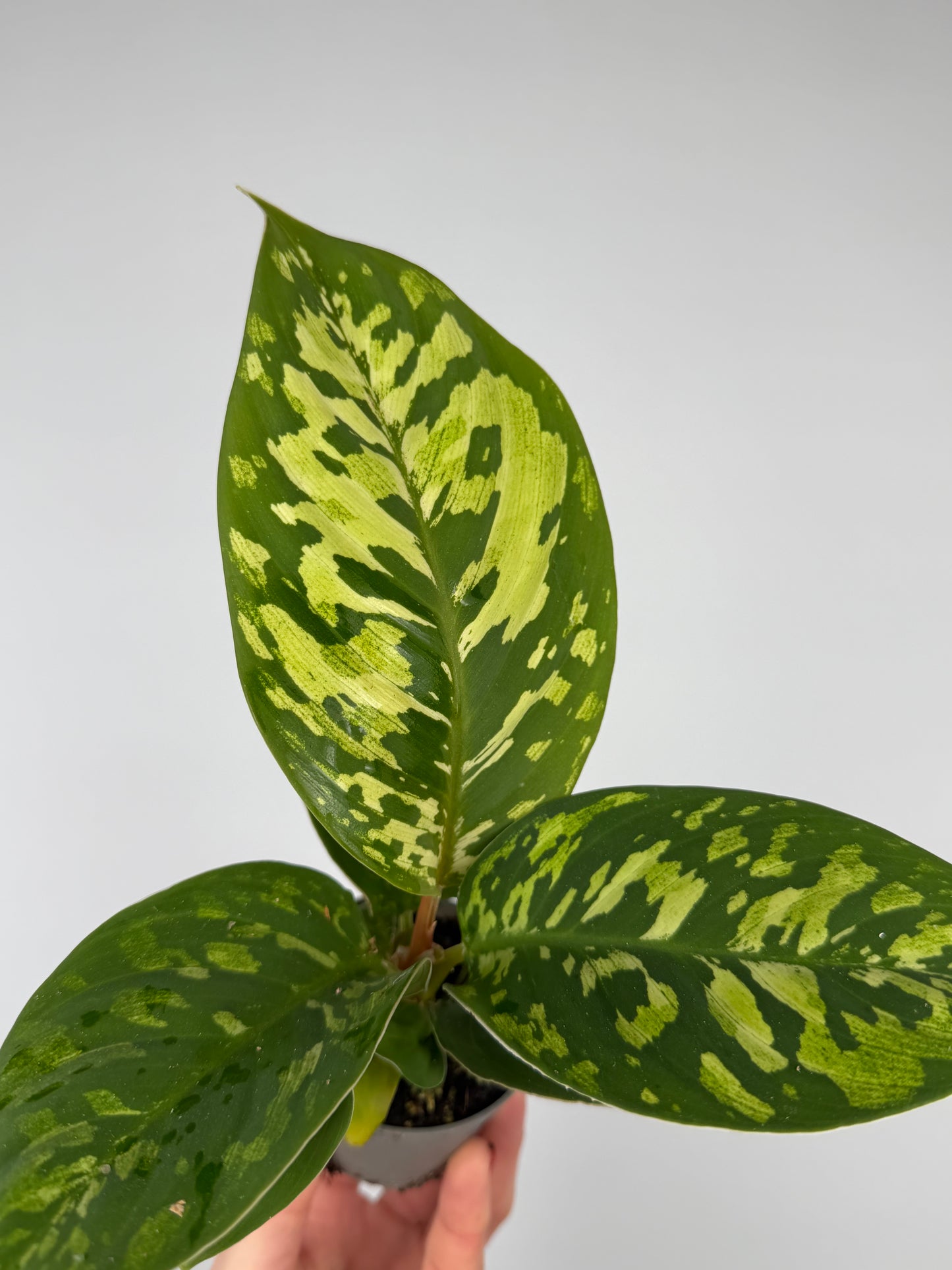 Homalomena wallisii 'Camouflage' Homalomena Tropical Corner