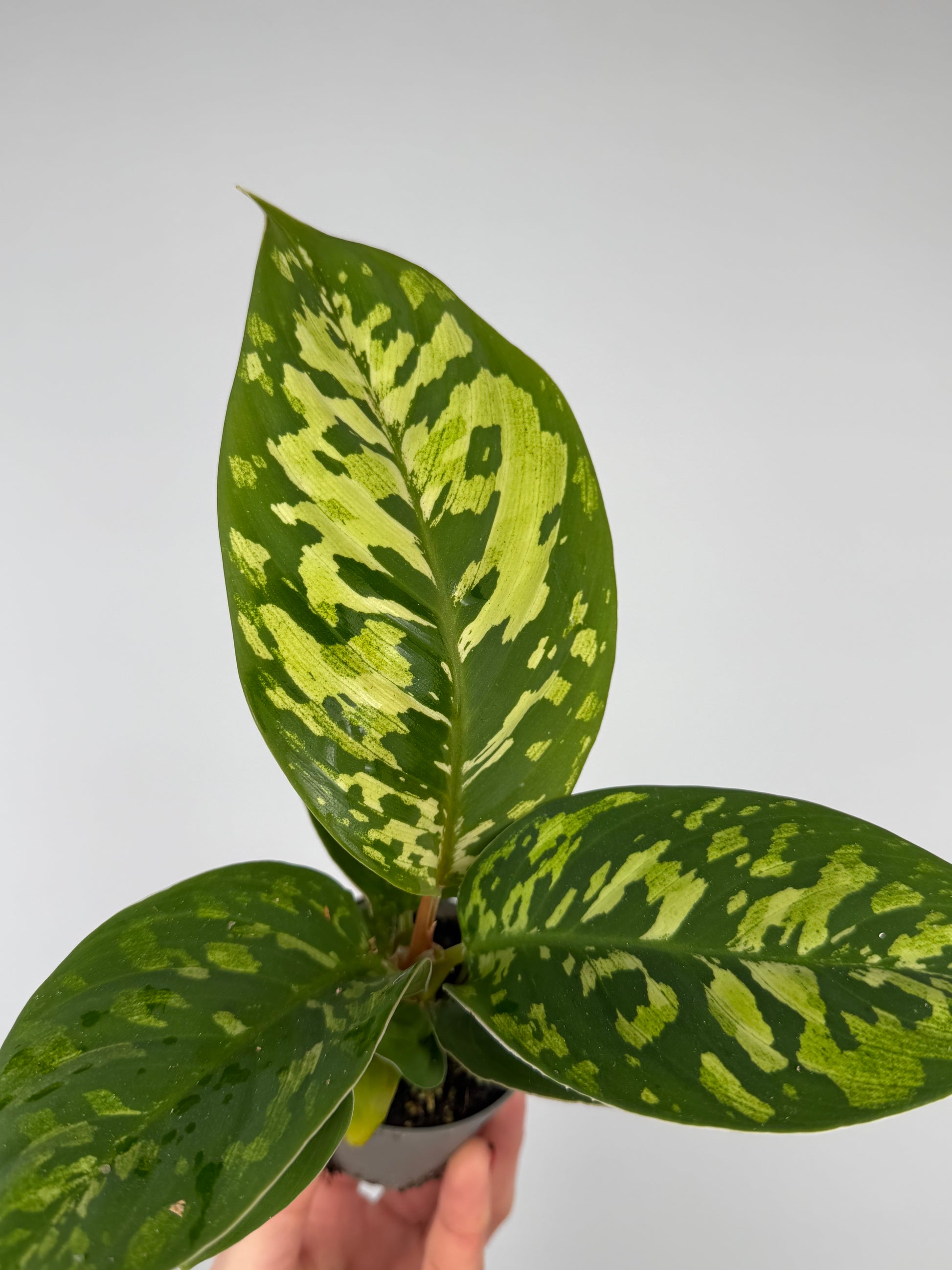 Homalomena wallisii 'Camouflage' Homalomena Tropical Corner