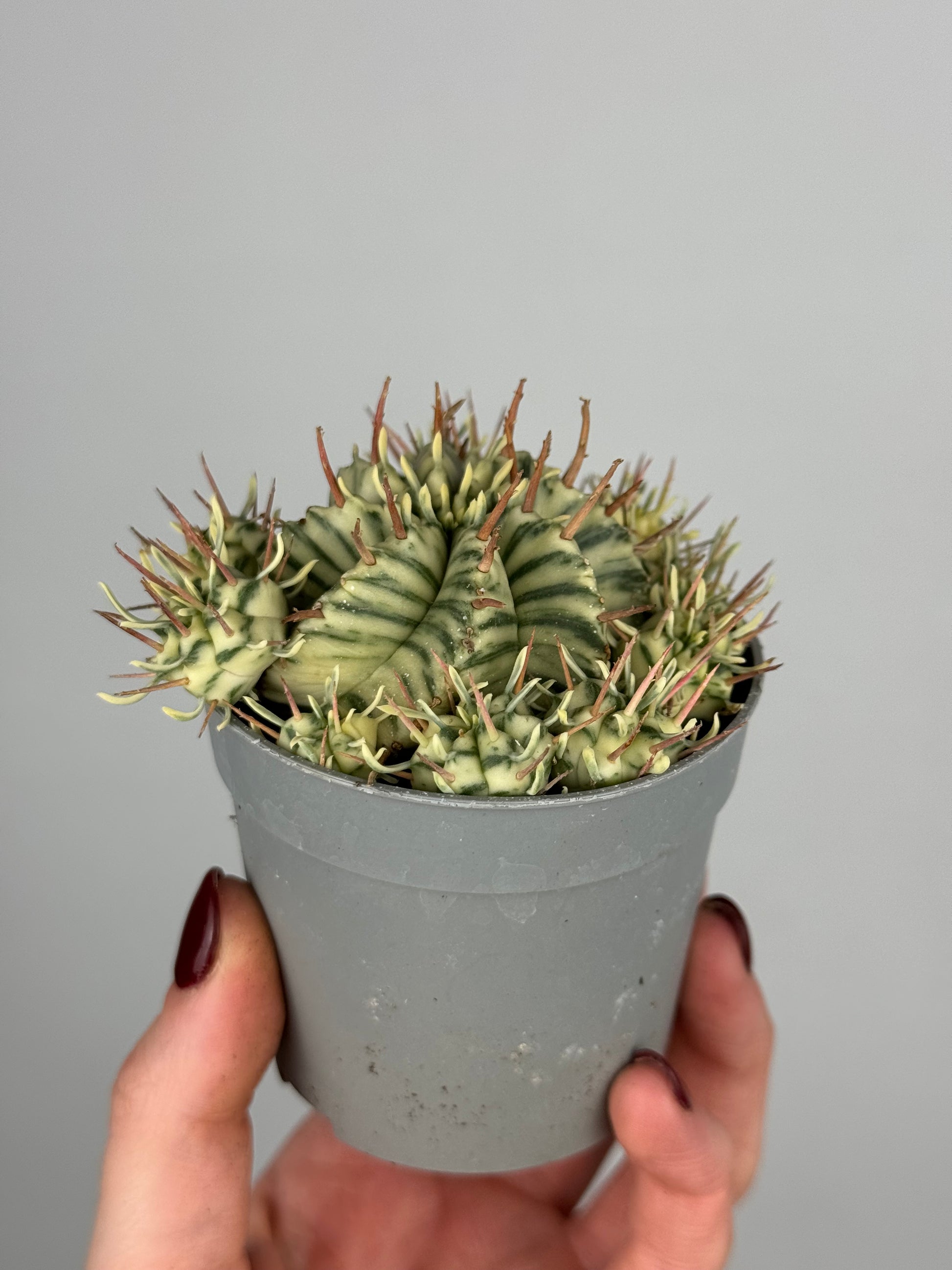 Euphorbia meloformis variegata