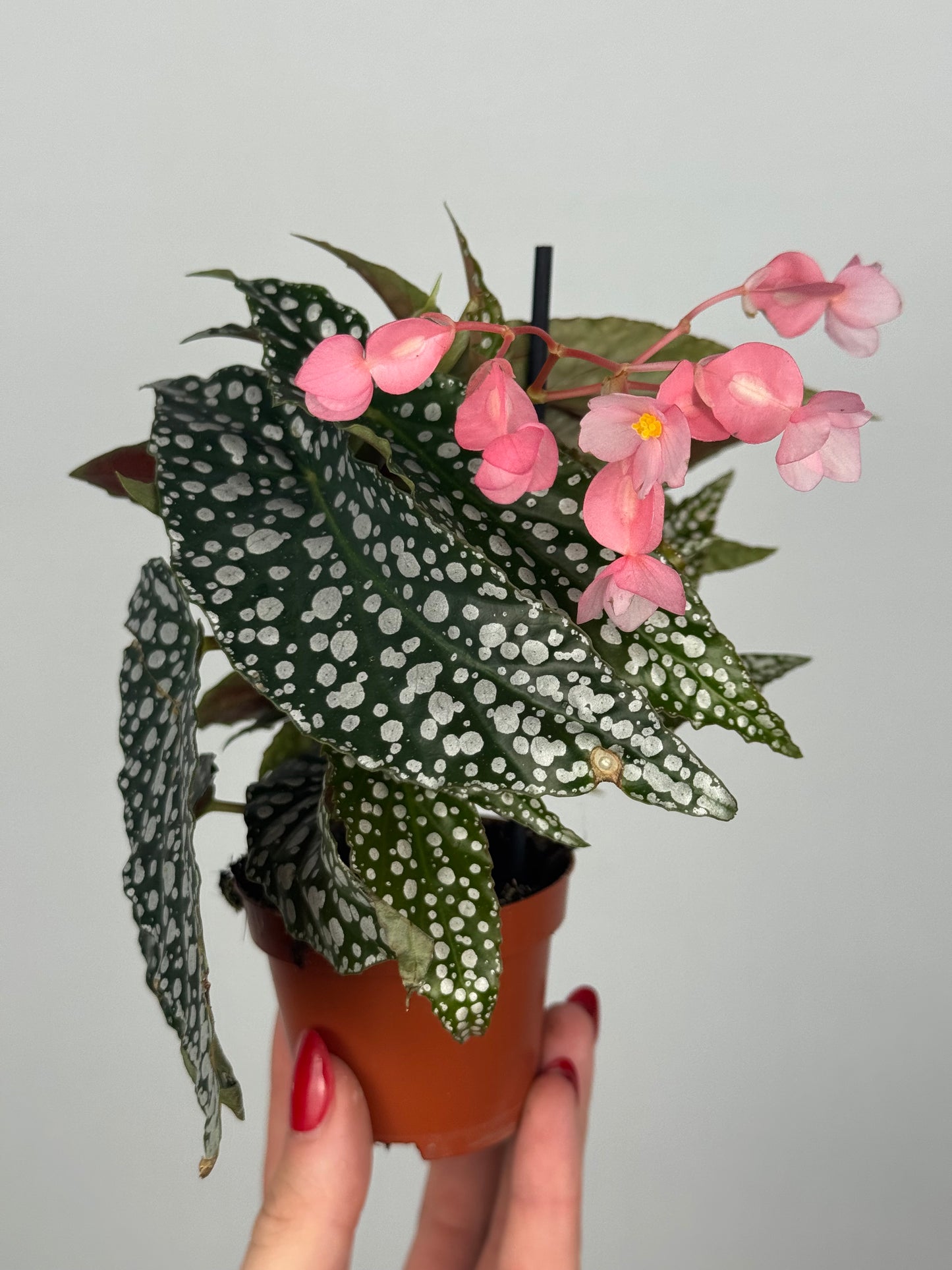 Begonia maculata “Double dot”