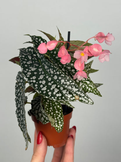 Begonia maculata “Double dot”