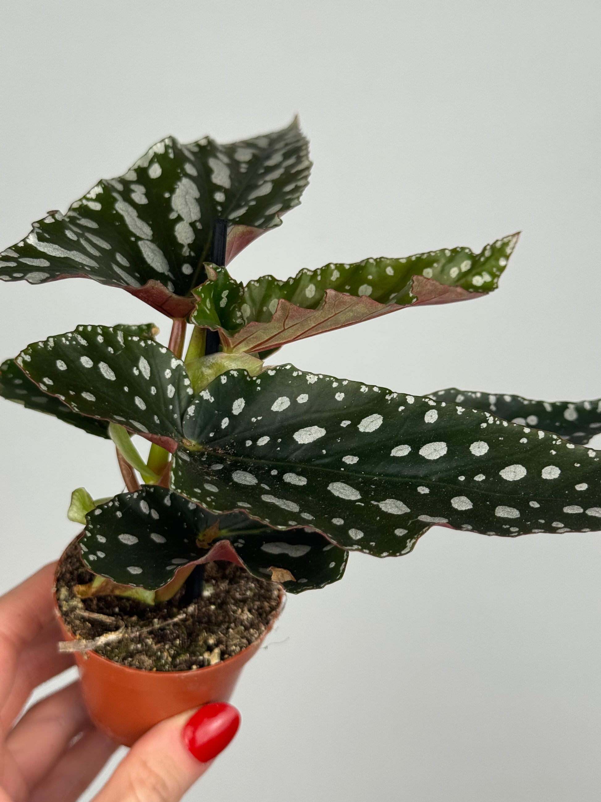 Begonia Maculata “Spotlight Green”