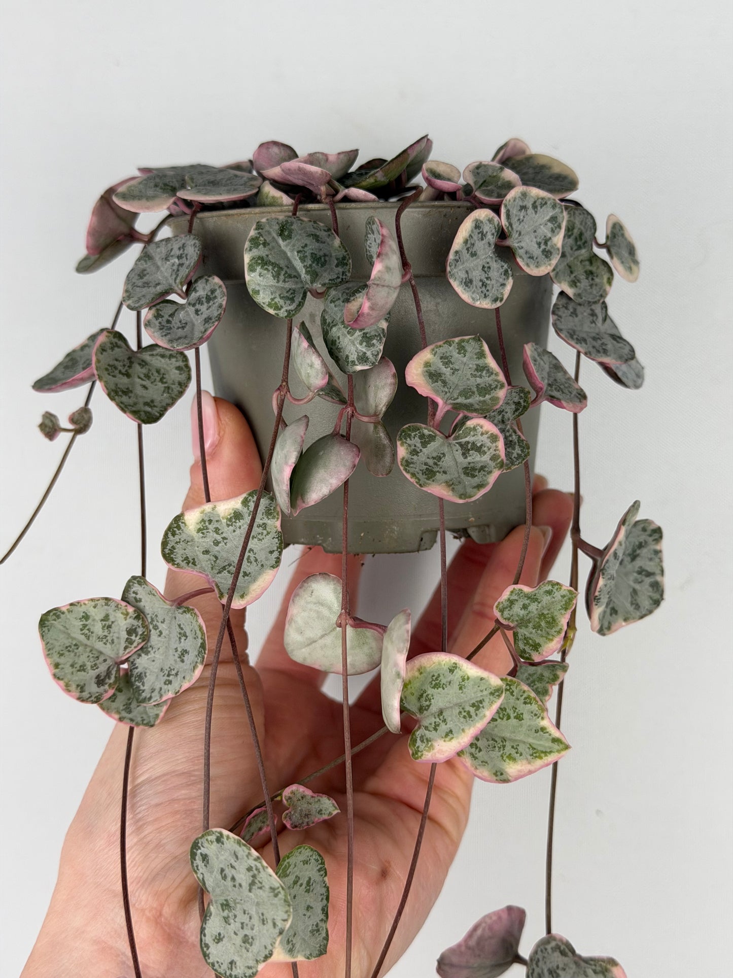 Ceropegia woodii 'String of hearts' variegata Ceropegia Tropical Corner