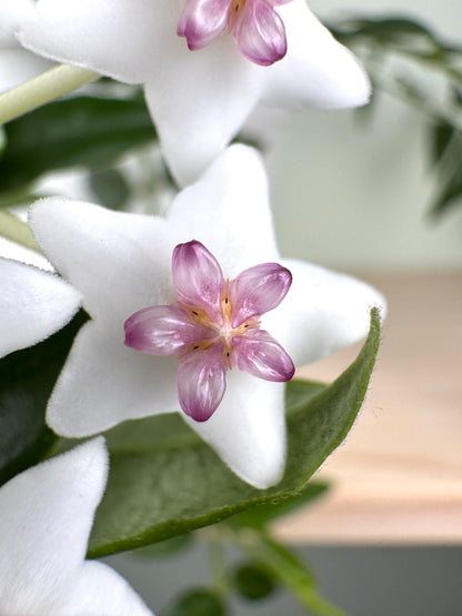 Hoya Bella