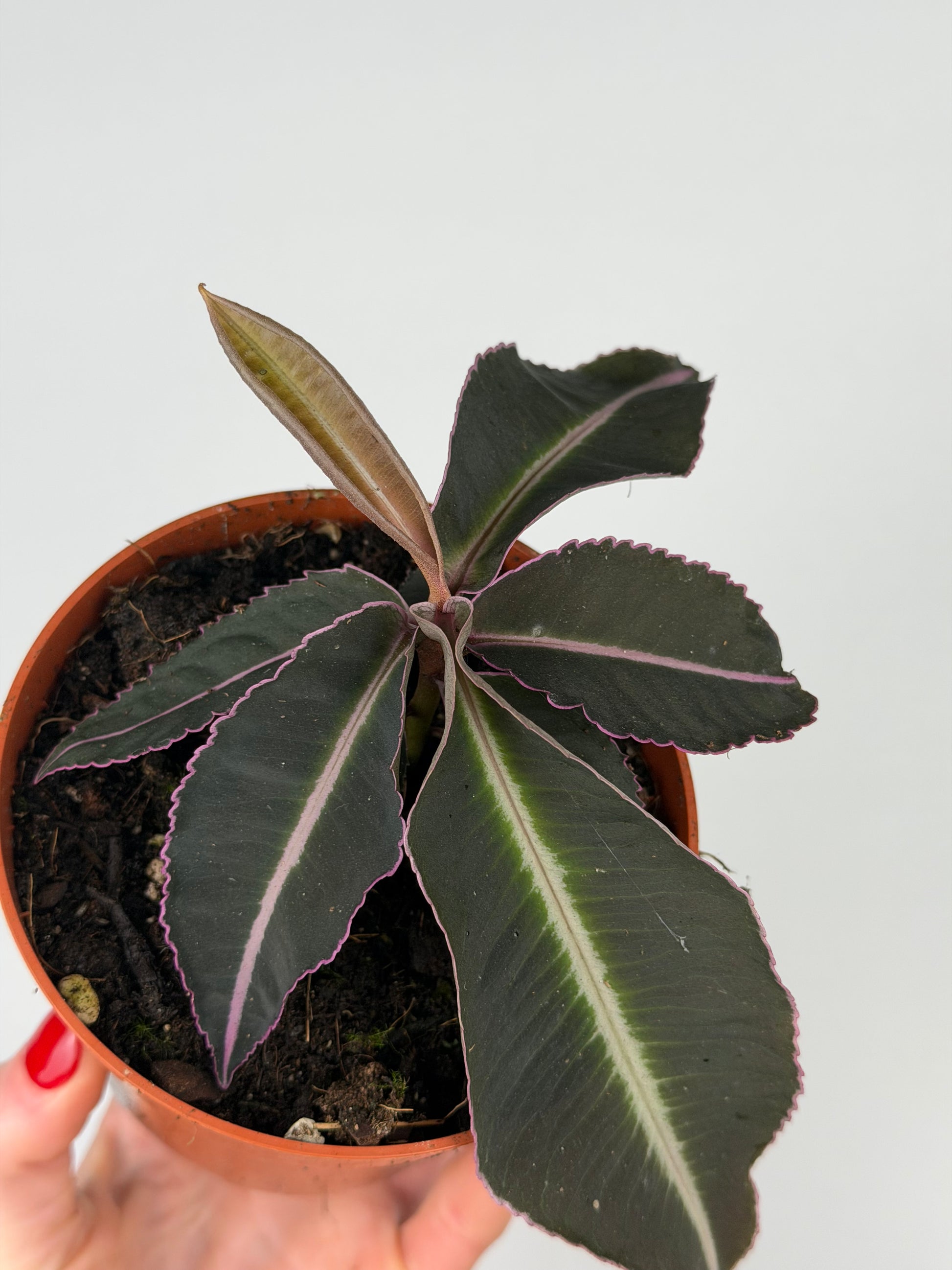 Labisia Pumila 'Electric Pink' Labisia Tropical Corner