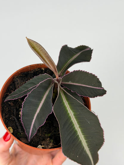 Labisia Pumila 'Electric Pink' Labisia Tropical Corner