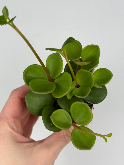Peperomia tetraphylla 'Hope' Peperomia Tropical Corner
