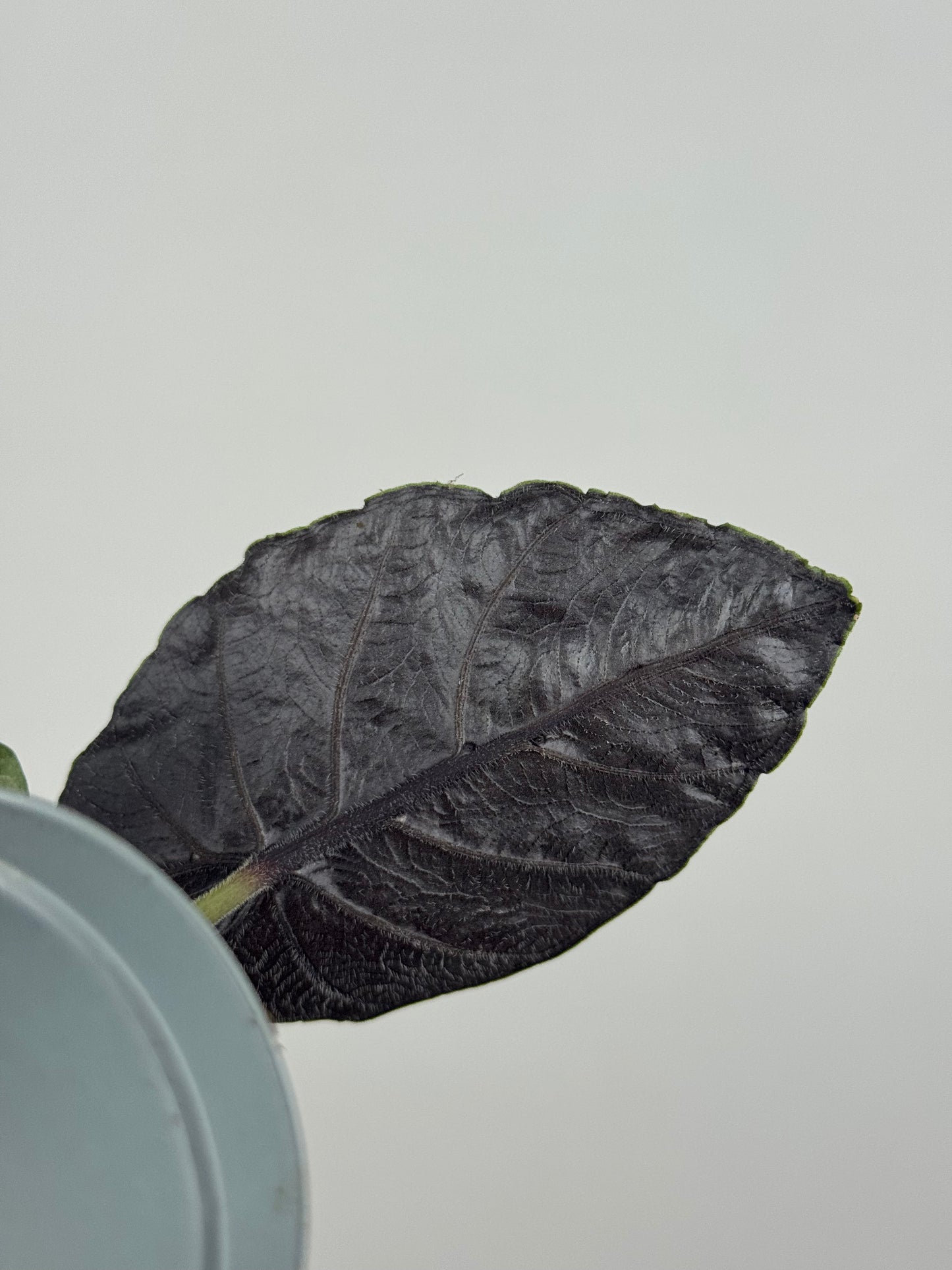 Alocasia Antoro Velvet