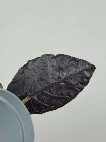 Alocasia Antoro Velvet