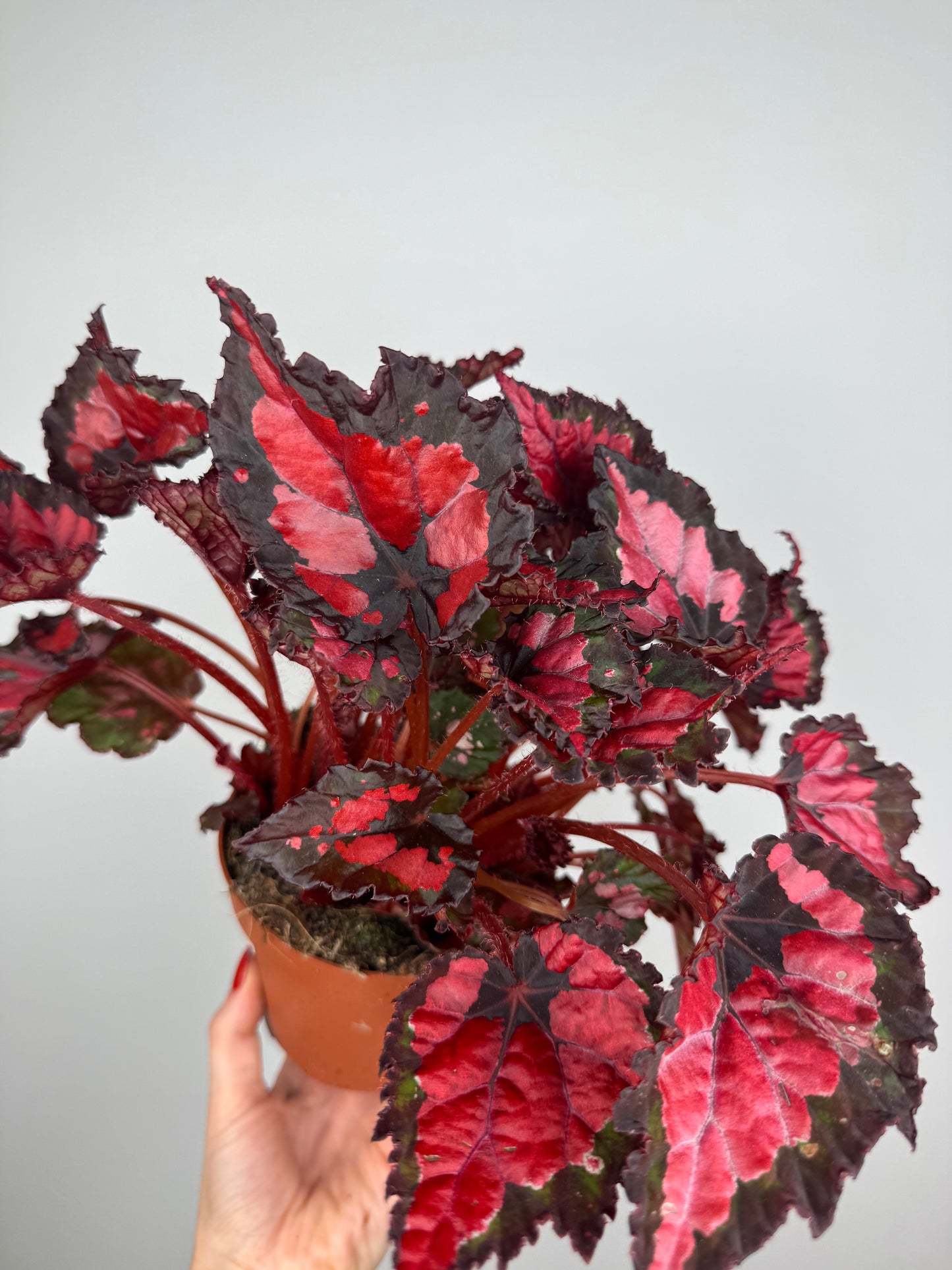 Begonia “Red Kiss”