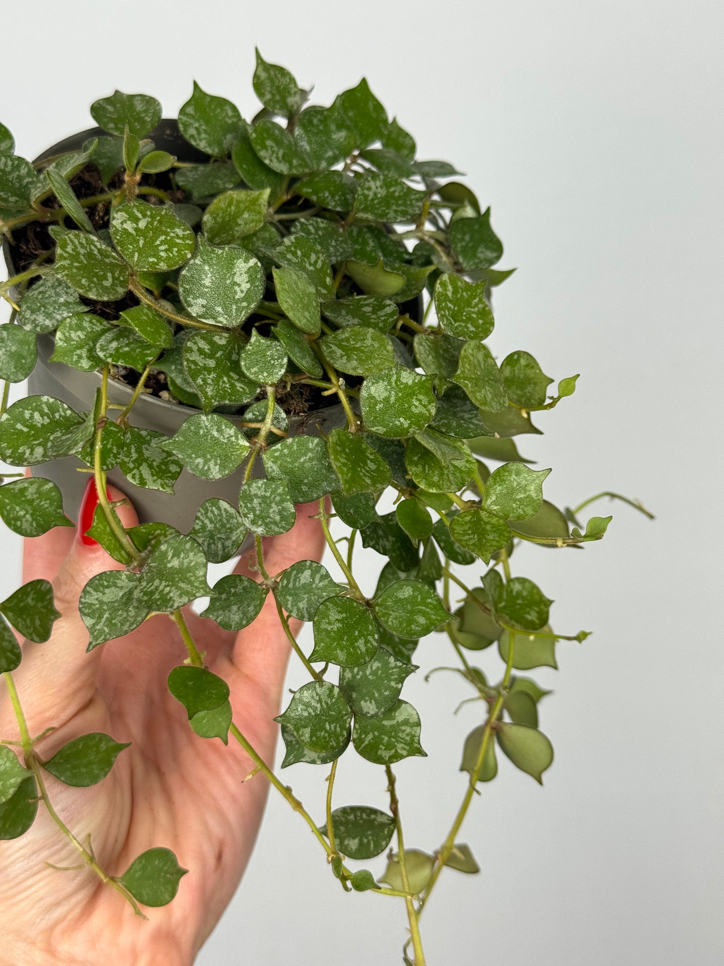 Hoya Curtisii