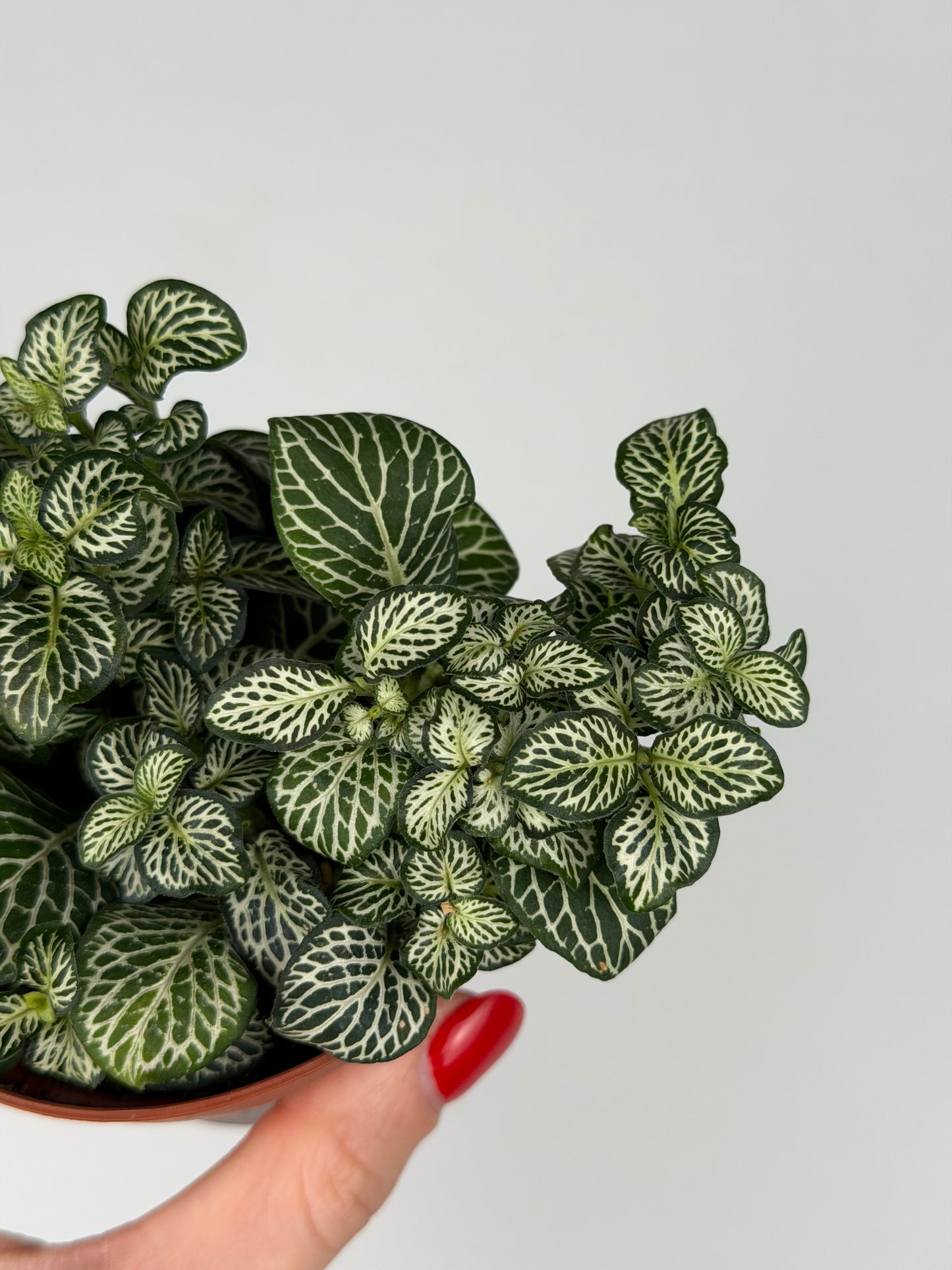 Fittonia Mosaic 'Marble Green' Fittonia Tropical Corner