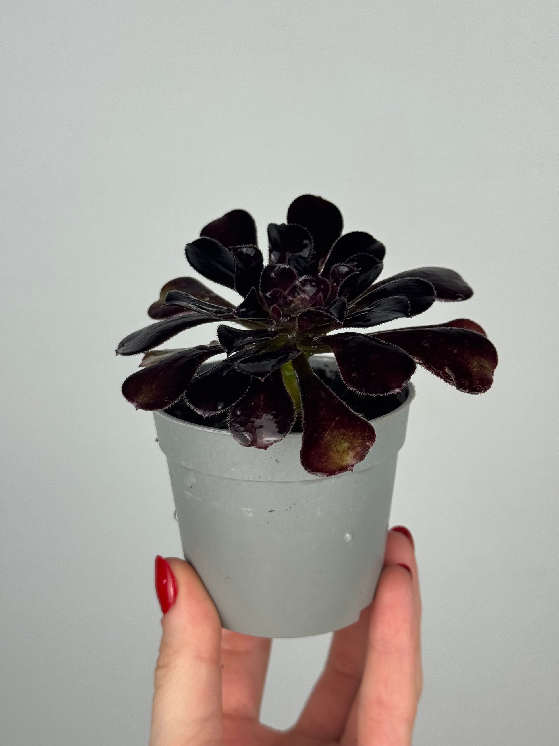 Aeonium Atropurpureum Schwarzkopf “Testa nera”