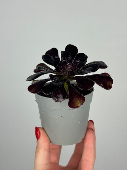 Aeonium Atropurpureum Schwarzkopf “Testa nera”