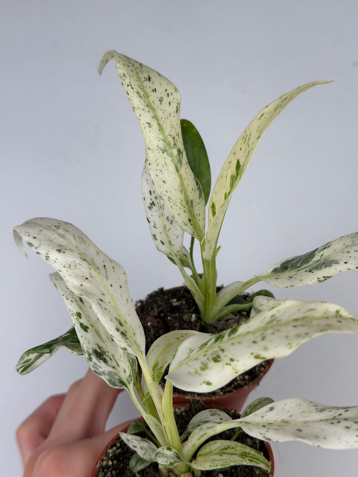 Rhaphidophora Puberula 'Variegata' Rhaphidophora Tropical Corner
