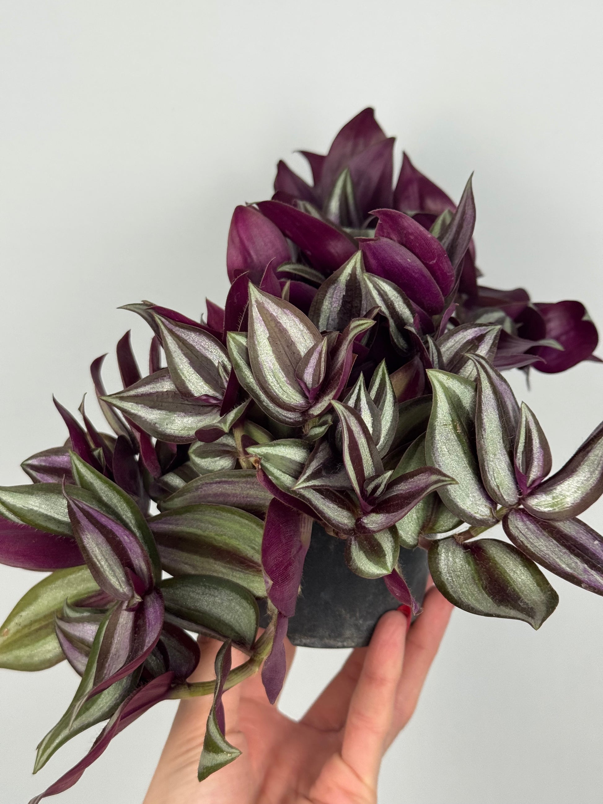 Tradescantia Zebrina “Violet Hill”