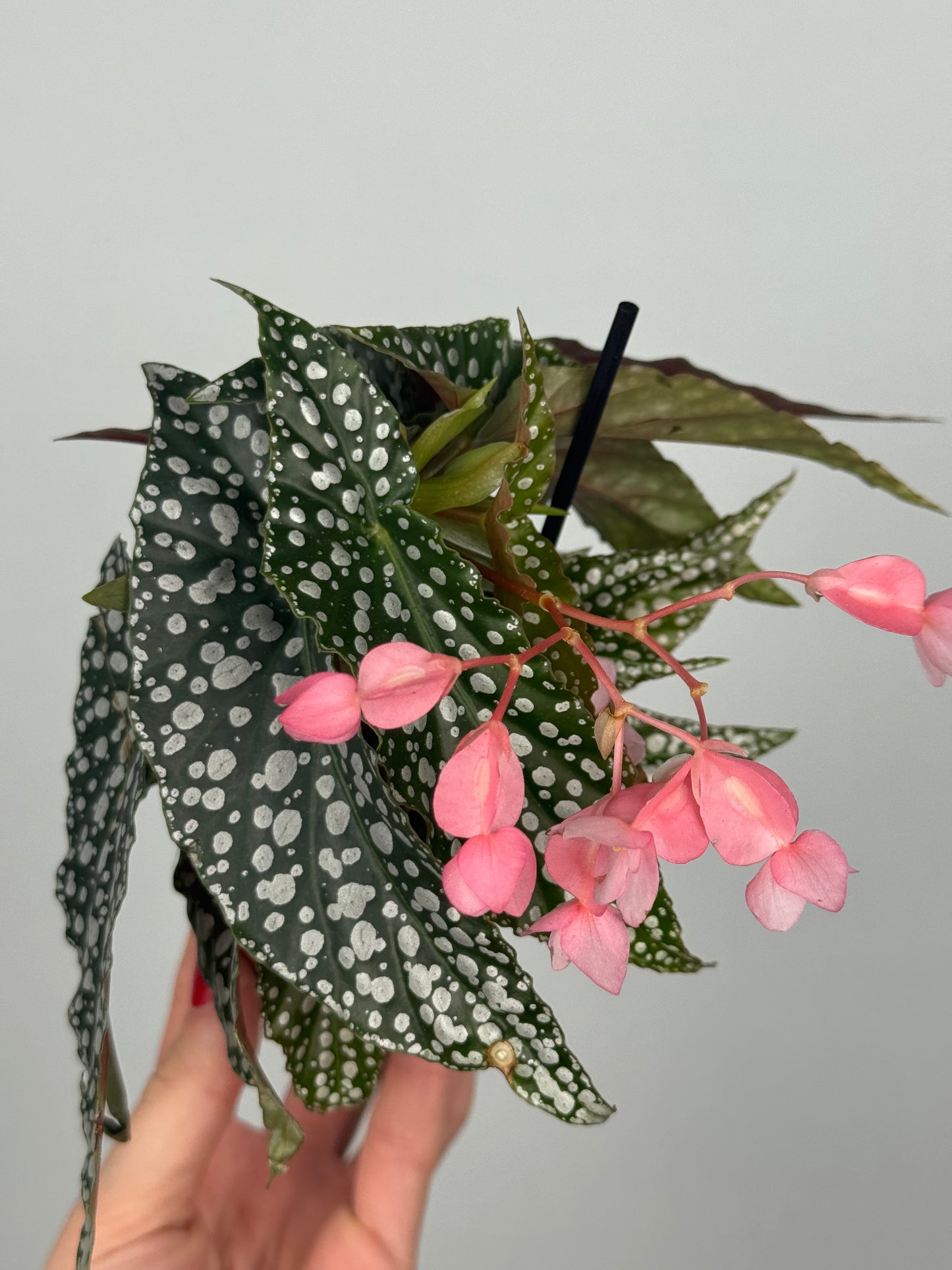 Begonia maculata “Double dot”
