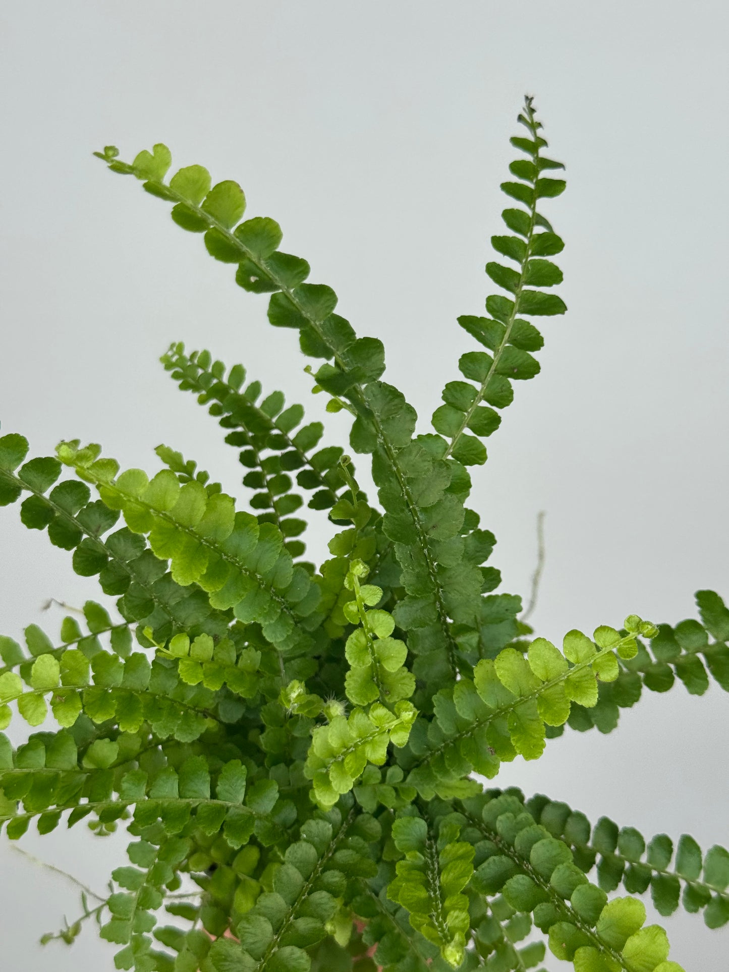 Nephrolepis cordifolia “Duffy”
