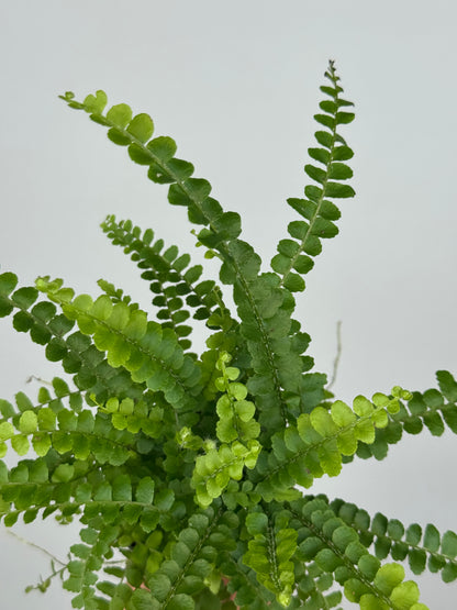 Nephrolepis cordifolia “Duffy”
