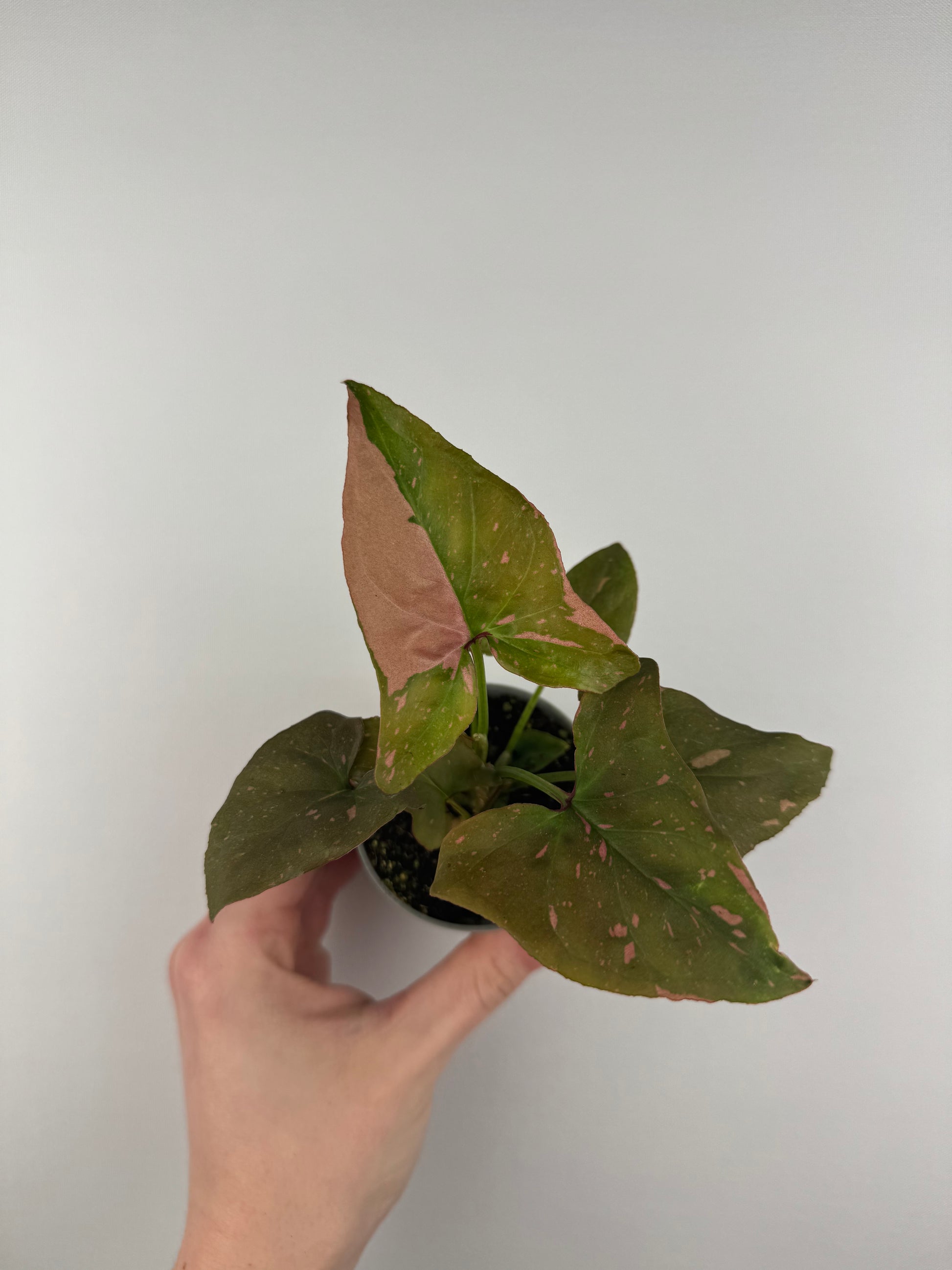 Syngonium “Pink Splash”