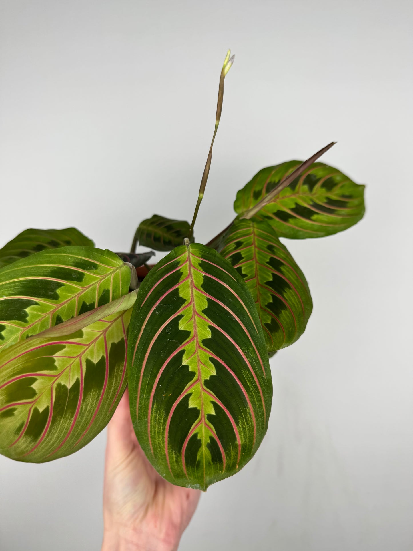 Maranta Leuconeura Fascinator | Ginevra