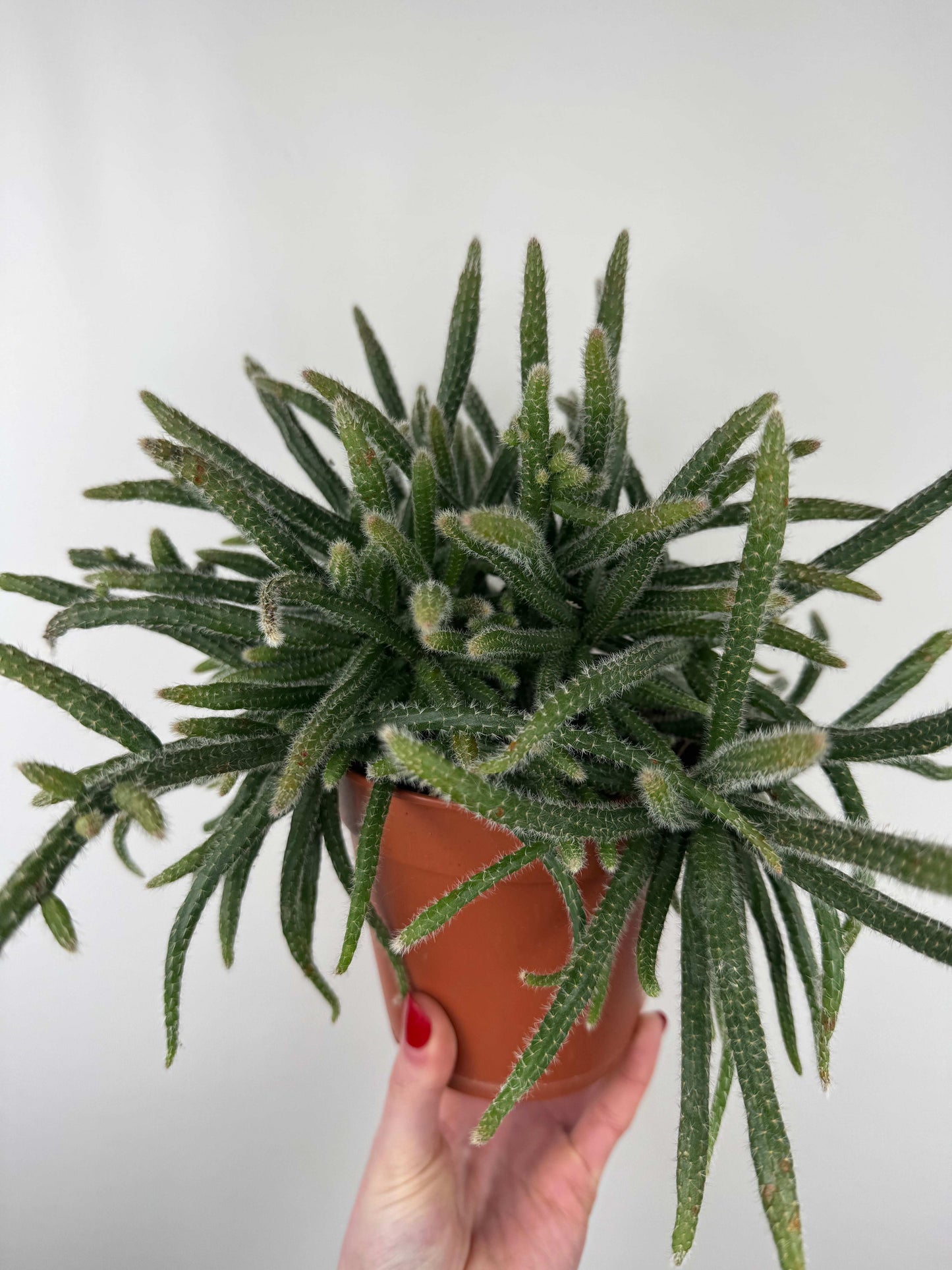 Rhipsalis Baccifera “Horrida”