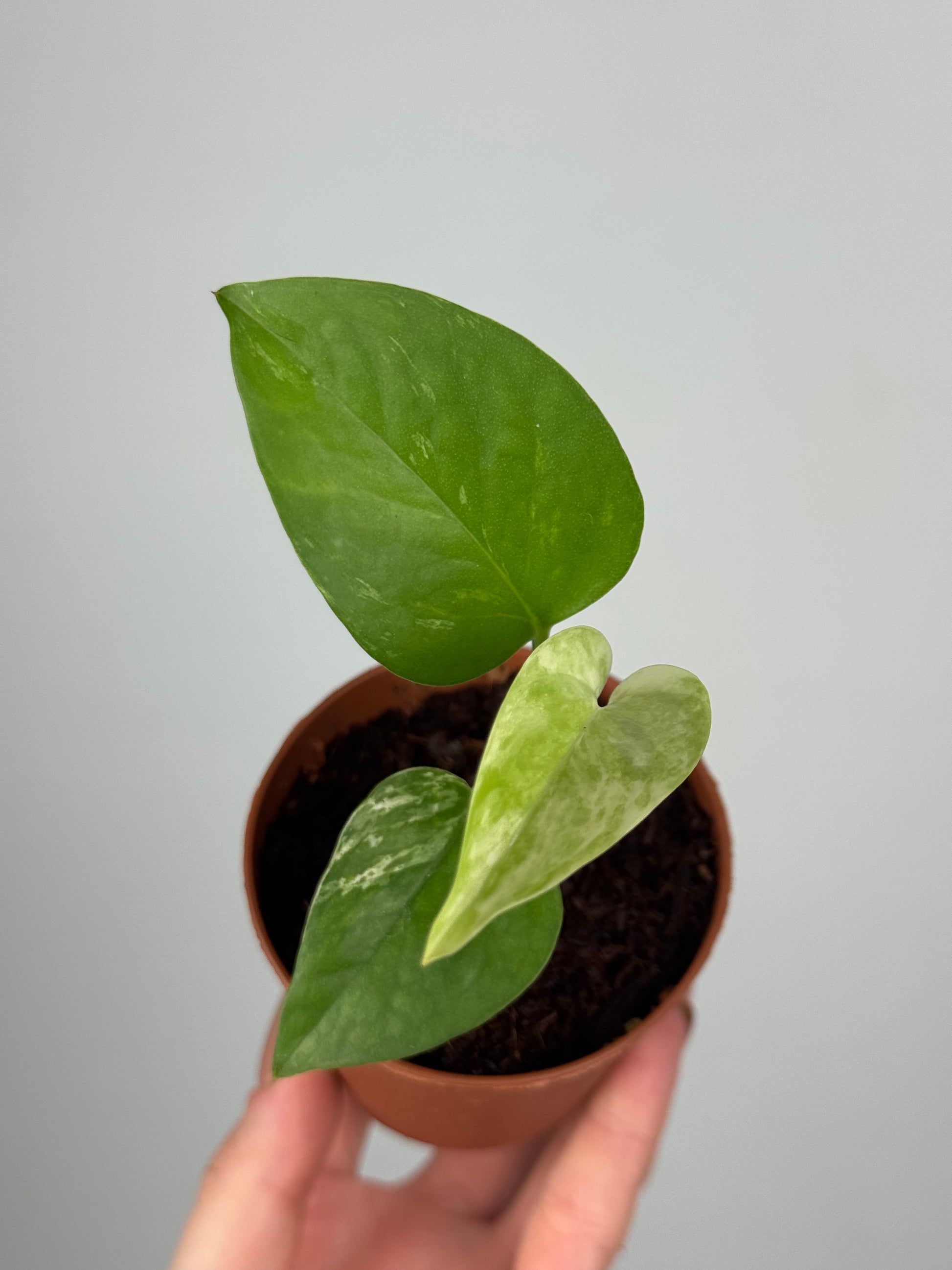 Epipremnum Marble Queen | Oris