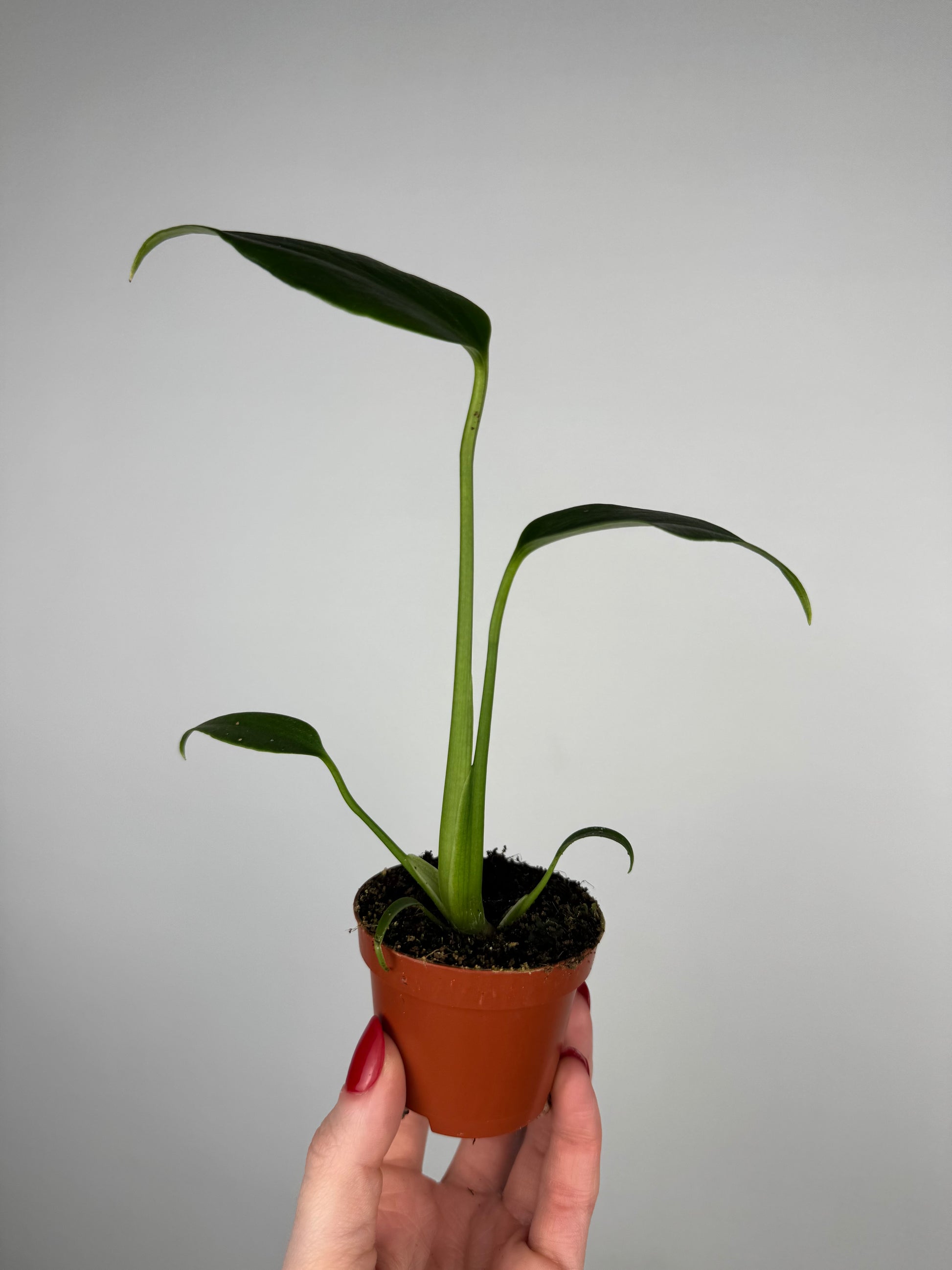 Monstera Burle Marx Flame