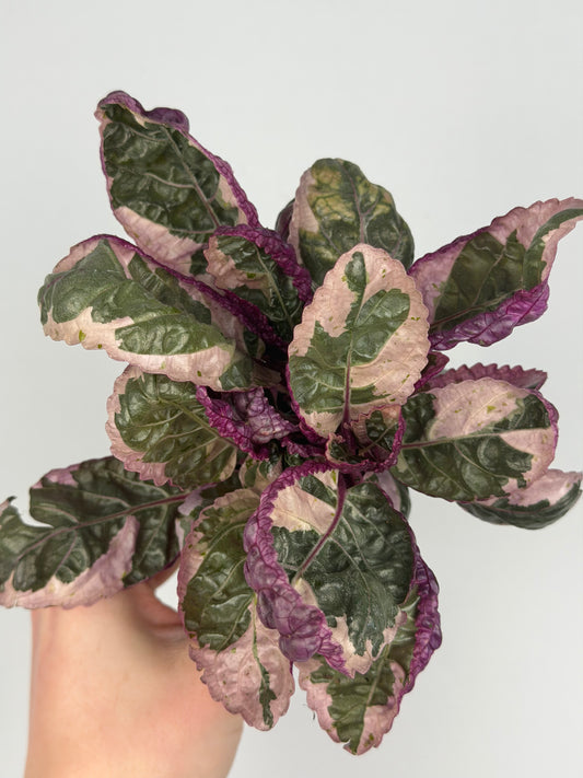 Hemigraphis alternata 'Snow White' Hemigraphis Tropical Corner